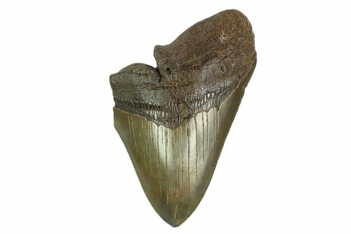 Partial Fossil Megalodon Tooth - South Carolina #126375